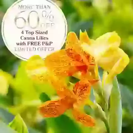 Canna Top-Sized Lilies - 60 percent off